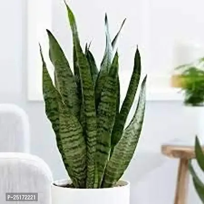 ENRICH PLANTS :Sanseveria Trifasciata Green, Snake Plant,Live Plant, Air Purifying,Home Dcor Plant,-thumb0