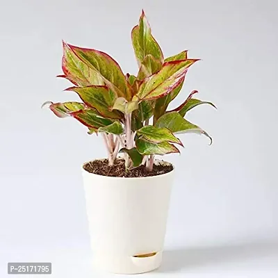 ENRICH PLANTS : AGLONEMA LIPSTICK, Home Dcor Live Plant, Air Purifying,