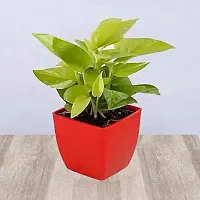 ENRICH PLANTS : Golden Moneyplant,Live Plant, Air Purifying, Good Luck.-thumb4