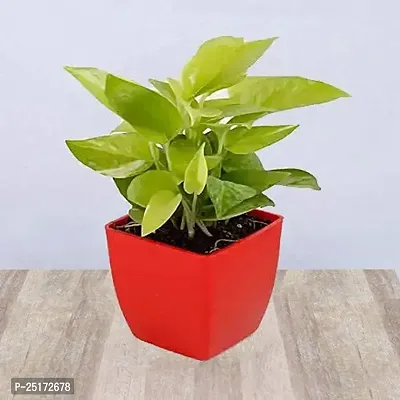 ENRICH PLANTS : Golden Moneyplant,Live Plant, Air Purifying, Good Luck.-thumb5