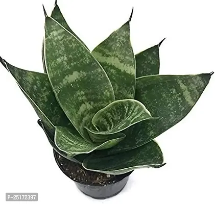 ENRICH PLANTS : Sansevieria Hahnii Green Dwarf, Snake Plant,Live Plant, Air Purifying,Home Dcor Plant,-thumb2