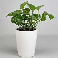 ENRICH PLANTS : Golden Moneyplant, Live Plant, Air Purifying, Good Luck-thumb1