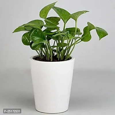 ENRICH PLANTS : Golden Moneyplant, Live Plant, Air Purifying, Good Luck-thumb2