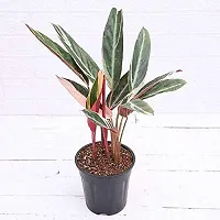 ENRICH PLANTS : Stromanthe Triostar,Live Plant, Air Purifying, Home Dcor Plant,-thumb1