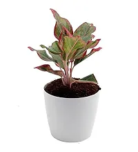 ENRICH PLANTS : AGLONEMA LIPSTICK, Home Dcor Live Plant, Air Purifying,-thumb4