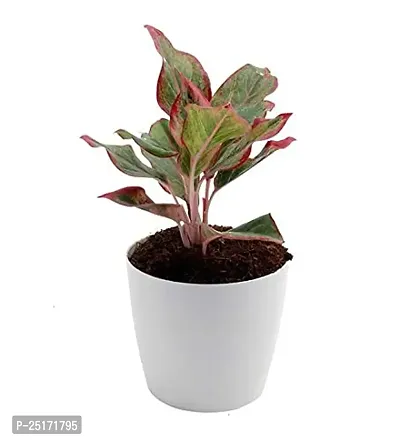 ENRICH PLANTS : AGLONEMA LIPSTICK, Home Dcor Live Plant, Air Purifying,-thumb5