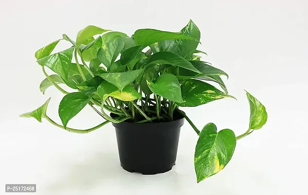 ENRICH PLANTS : Green Moneyplant,Live Plant, Air Purifying, Good Luck.-thumb0