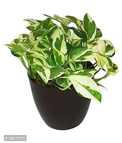 ENRICH PLANTS : Moneyplant Scindapsus,Live Plant, Air Purifying, Good Luck.-thumb0