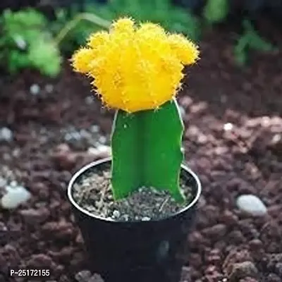 ENRICH PLANTS : Moon Cactus (Yellow),Live Plant, Air Purifying, Succulent,