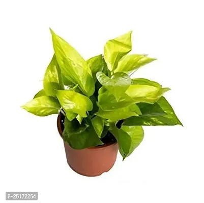 ENRICH PLANTS : Green Moneyplant,Live Plant, Air Purifying, Good Luck.-thumb2