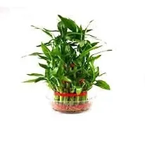 ENRICH PLANTS : LUCKY BAMBOO, 2 Layer, Good Fortune Live Plant, Glass Pot, Home Decor Plant,-thumb4