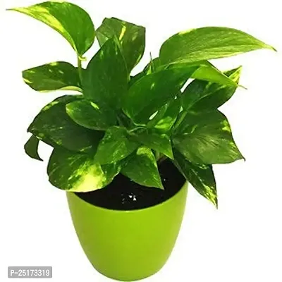 ENRICH PLANTS : Green Moneyplant,Live Plant, Air Purifying, Good Luck.-thumb2