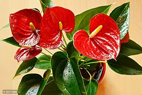 ENRICH PLANTS : ANTHURIUM RED, Exotic Live Plant, Home Decor Plant, Air Purifying,-thumb5