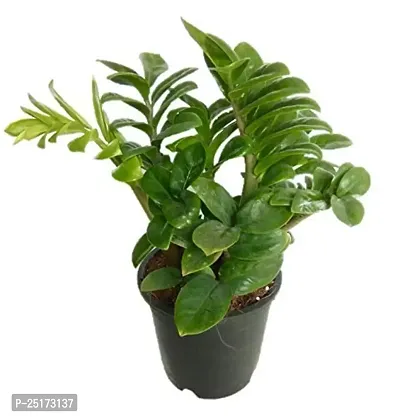 ENRICH PLANTS : ZAMIA (ZZ Plant),Live Plant, Air Purifying,Home Decor Plant,