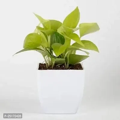 ENRICH PLANTS : Golden Moneyplant,Live Plant, Air Purifying, Good Luck.-thumb2