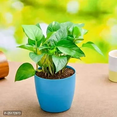 ENRICH PLANTS : Green Moneyplant,Live Plant, Air Purifying, Good Luck.-thumb0