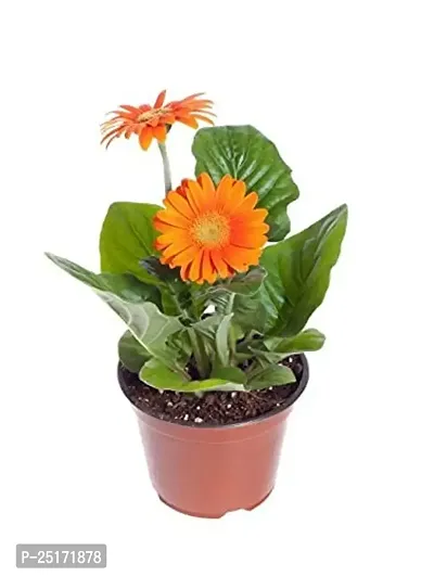 ENRICH PLANTS : Gerbera,Live Plant, Air Purifying,Home Dcor Plant,