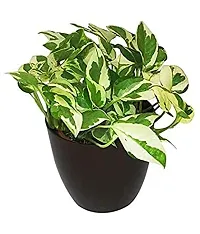 ENRICH PLANTS : Moneyplant Scindapsus,Live Plant, Air Purifying, Good Luck.-thumb2