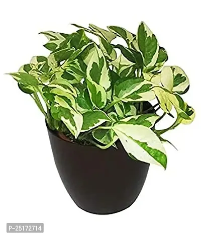 ENRICH PLANTS : Moneyplant Scindapsus,Live Plant, Air Purifying, Good Luck.-thumb3