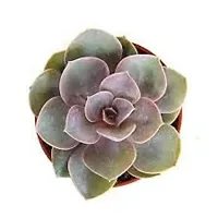 Enrich Plants Live Plants for Indoor Home Dcor | Succulent |Indoor Plant|SHLOKU_3905(1)-thumb1