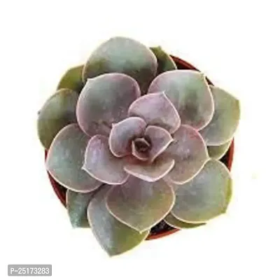 Enrich Plants Live Plants for Indoor Home Dcor | Succulent |Indoor Plant|SHLOKU_3905(1)-thumb2