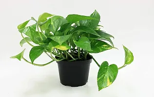 ENRICH PLANTS : Green Moneyplant,Live Plant, Air Purifying, Good Luck.-thumb4