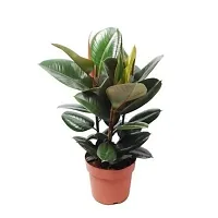 ENRICH PLANTS : RUBBER, Home Decor Live Plant, Air Purifying, Good Luck,-thumb2