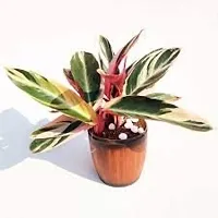 ENRICH PLANTS : Stromanthe Triostar,Live Plant, Air Purifying, Home Dcor Plant,-thumb4