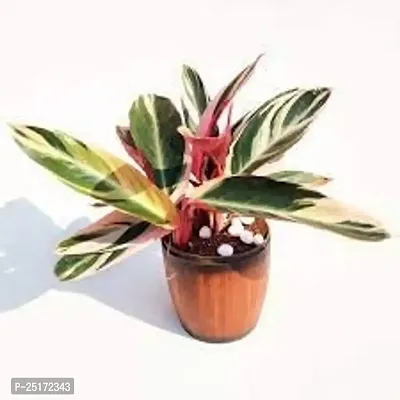 ENRICH PLANTS : Stromanthe Triostar,Live Plant, Air Purifying, Home Dcor Plant,-thumb5