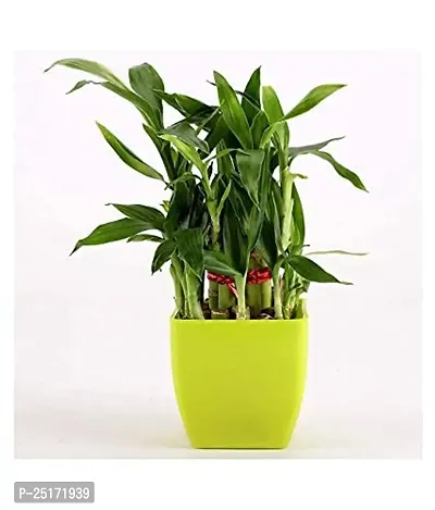 ENRICH PLANTS : LUCKY BAMBOO, 2 Layer, Good Fortune Live Plant, Home Decor Plant,