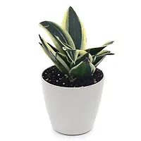 ENRICH PLANTS : Sansevieria Dwarf Laurentii, Snake Plant,Live Plant, Air Purifying,Home Dcor Plant,-thumb1