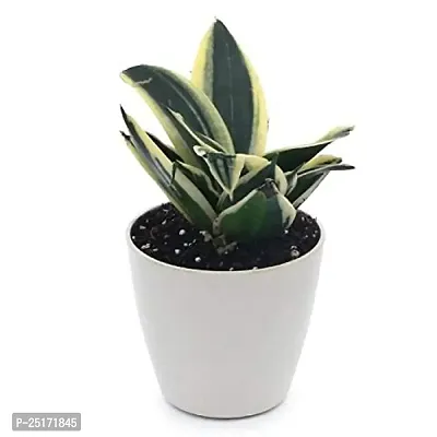 ENRICH PLANTS : Sansevieria Dwarf Laurentii, Snake Plant,Live Plant, Air Purifying,Home Dcor Plant,-thumb2