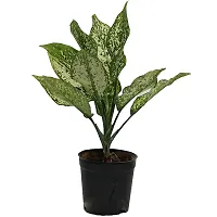 ENRICH PLANTS : Diffenbacha, Home Dcor Live Plant, Air Purifying,-thumb3