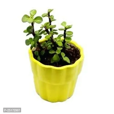 ENRICH PLANTS : JADE, Good Luck, Home Decor Live Plant, Air Purifying,