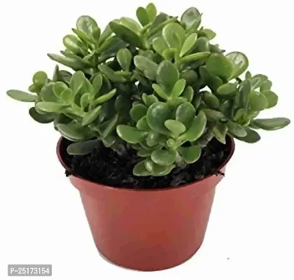 ENRICH PLANTS : JADE, Good Luck, Home Decor Live Plant, Air Purifying,-thumb0