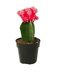 ENRICH PLANTS : Moon Cactus (RED),Live Plant, Air Purifying, Succulent,-thumb3