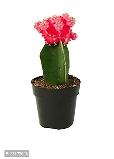 ENRICH PLANTS : Moon Cactus (RED),Live Plant, Air Purifying, Succulent,-thumb4