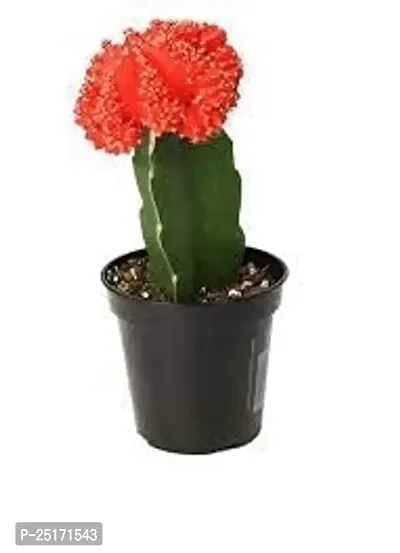 ENRICH PLANTS : Moon Cactus (Pink),Live Plant, Air Purifying, Succulent,-thumb2