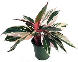 ENRICH PLANTS : Stromanthe Triostar,Live Plant, Air Purifying, Home Dcor Plant,-thumb4