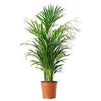 ENRICH PLANTS : ARECA PALM,Live Plant, Air Purifying, Home Decor Plant,-thumb2