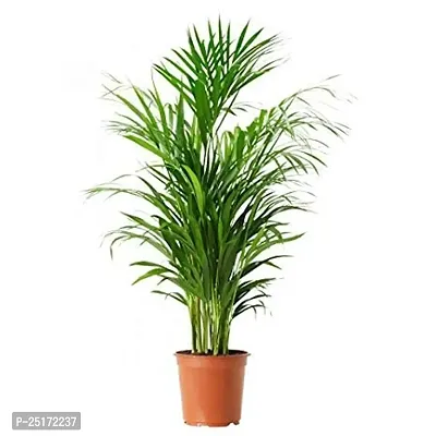 ENRICH PLANTS : ARECA PALM,Live Plant, Air Purifying, Home Decor Plant,-thumb3