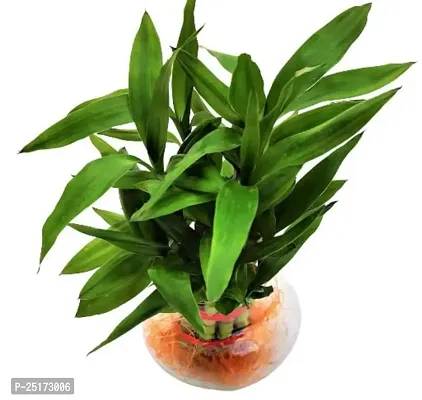 ENRICH PLANTS :: LUCKY BAMBOO :: 2 Layer ::Good Fortune Live Plant :: Round Glass Pot :: Home Decor :: Feng Shui Plant ::