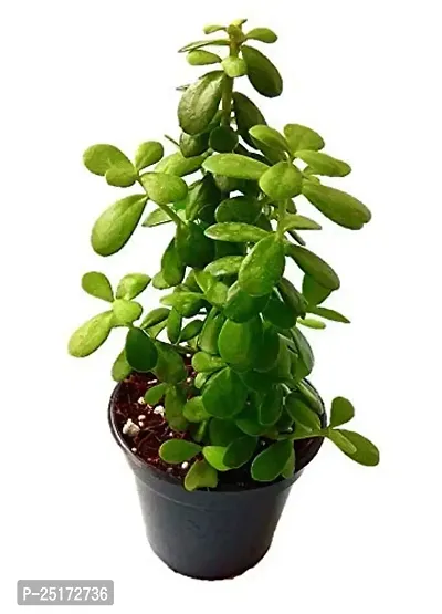 ENRICH PLANTS : JADE, Good Luck, Home Decor Live Plant, Air Purifying,-thumb0