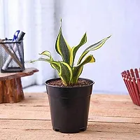 ENRICH PLANTS :: Sansevieria - Snake plant :: Natural Live Plant :: Plastic Pot :: Air Purifying :: Home Decor ::-thumb1