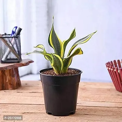 ENRICH PLANTS :: Sansevieria - Snake plant :: Natural Live Plant :: Plastic Pot :: Air Purifying :: Home Decor ::-thumb2