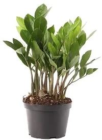 ENRICH PLANTS : ZAMIA (ZZ Plant),Live Plant, Air Purifying,Home Decor Plant,-thumb3