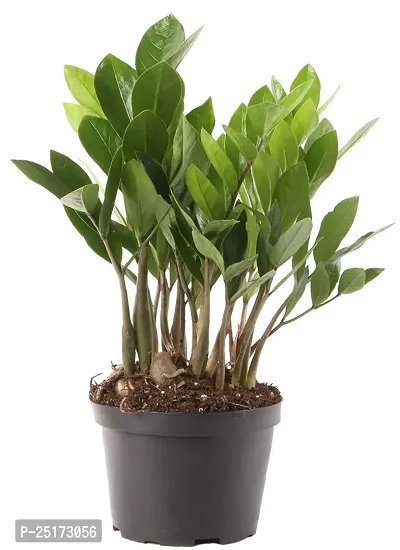 ENRICH PLANTS : ZAMIA (ZZ Plant),Live Plant, Air Purifying,Home Decor Plant,-thumb4