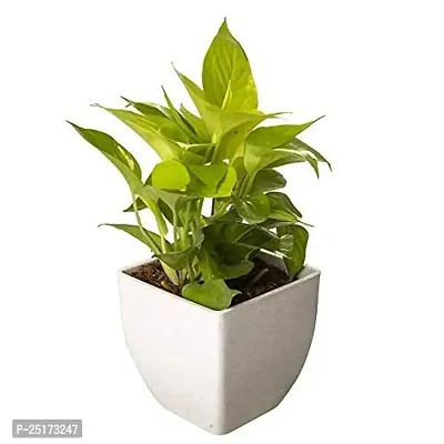 ENRICH PLANTS : Golden Moneyplant,Live Plant, Air Purifying, Good Luck.-thumb0