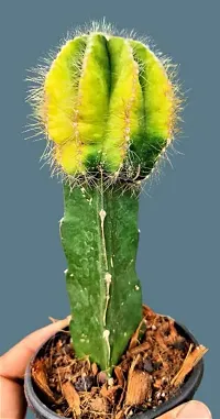 Enrich Plants Live Plants for Indoor Home Dcor | Cactus (Big) |Indoor Plant|SHLOKU_3128(1)-thumb3