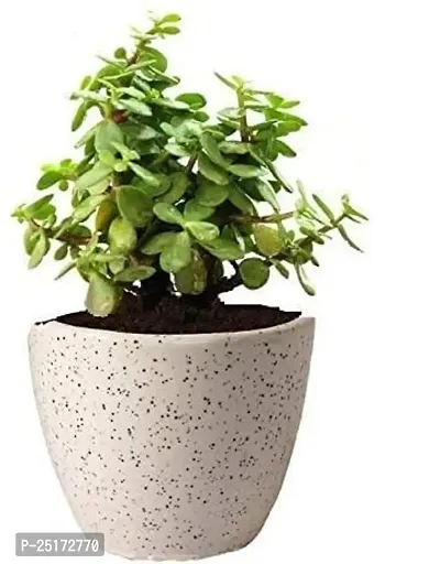 ENRICH PLANTS : JADE, Good Luck, Home Decor Live Plant, Air Purifying,-thumb5